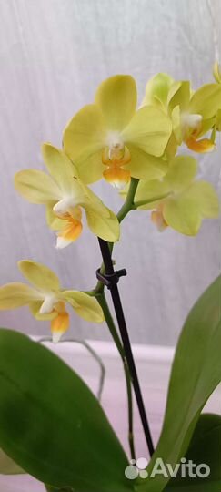 Орхидея фаленопсис La Paz