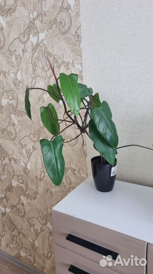 Комнатные цветы шеффлера, драцена, филодендрон