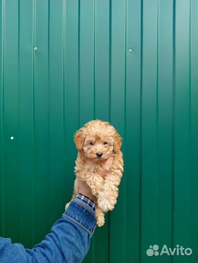 Той-пудель девочка абкс