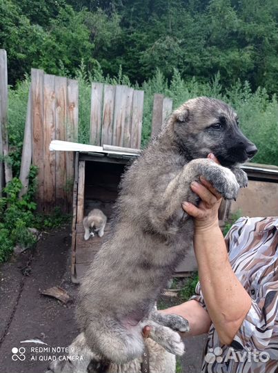 Продам щенка сао девочка