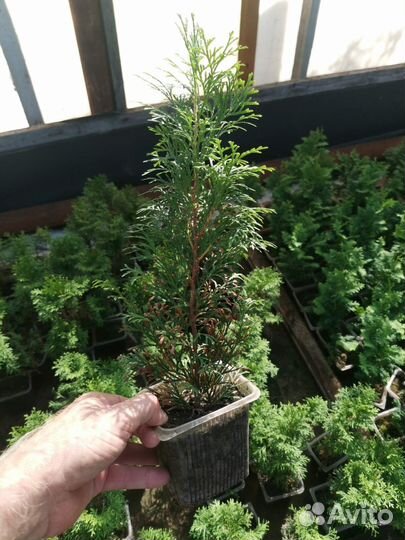 Туя смарагд в контейнере