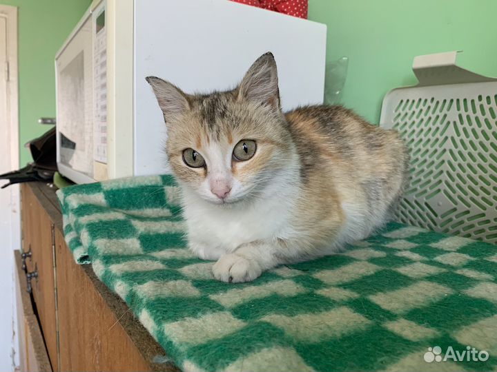 Кошка Дуся мышеловка