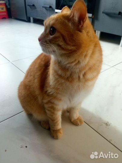 Кот Персик