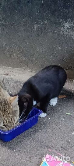 Черный котенок бесплатно