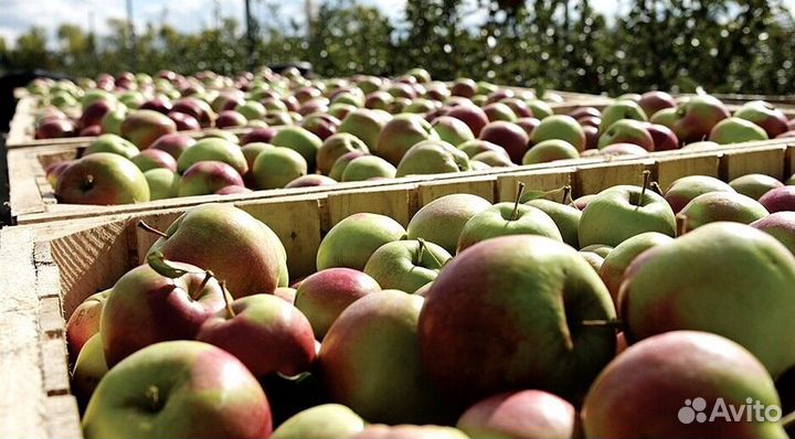 Сборщик яблок. Вахта