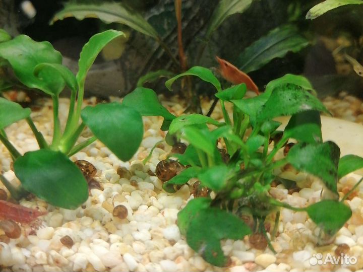 Улитки катушки