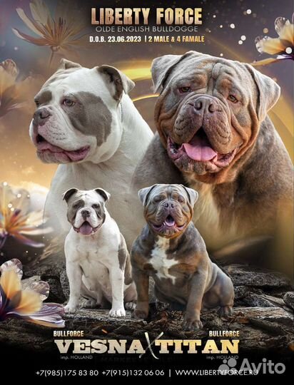 Староанглийский бульдог. Щенки