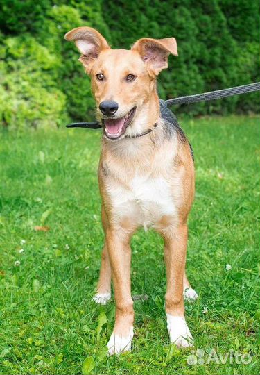 Дружок в дар