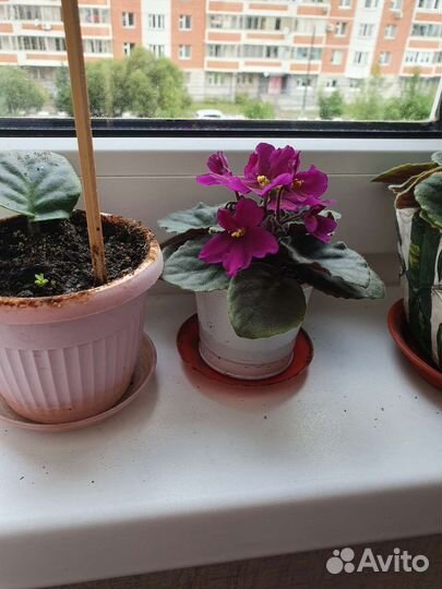 Фиалка сенполия