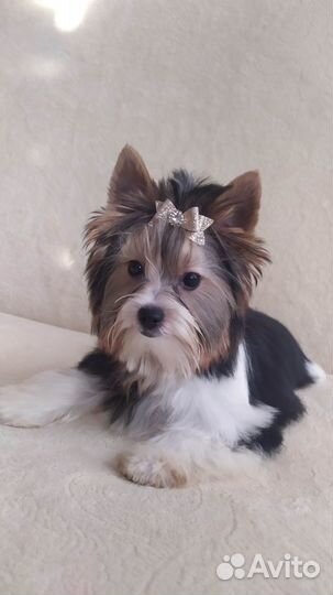 Щенки бивер Йорка