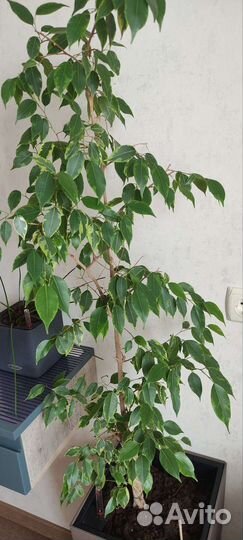 Фикус бенджамина