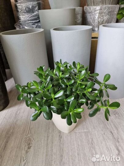 Крассула Овата, Денежное Дерево в подарок