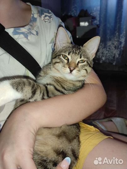 Кошечка ищет себе дом