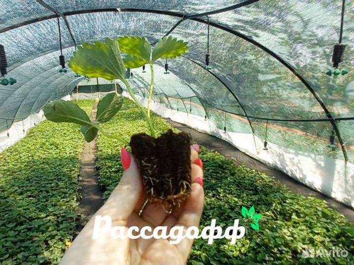 Рассада клубники. Оптом от 128 шт