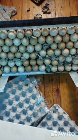 Инкубация яйца