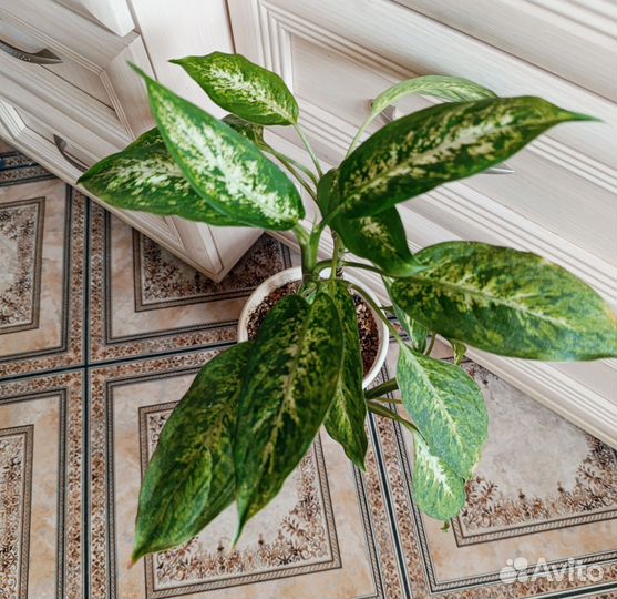 Аглаонемы, диффенбахии