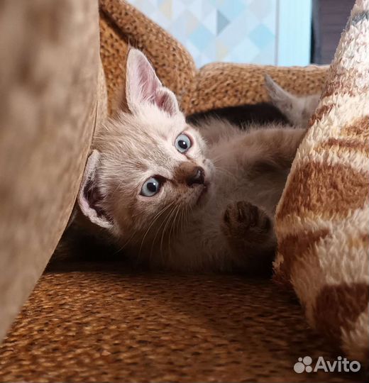 Кошка в дар бесплатно