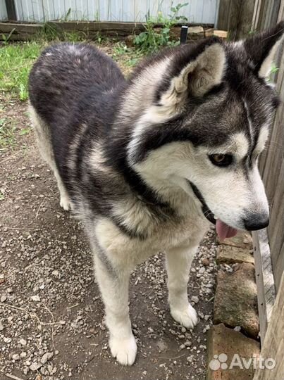 Кобель хаски для вязки
