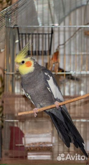 Попугай карелла самец