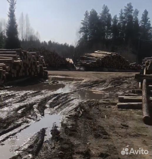 Кругляк ёлка