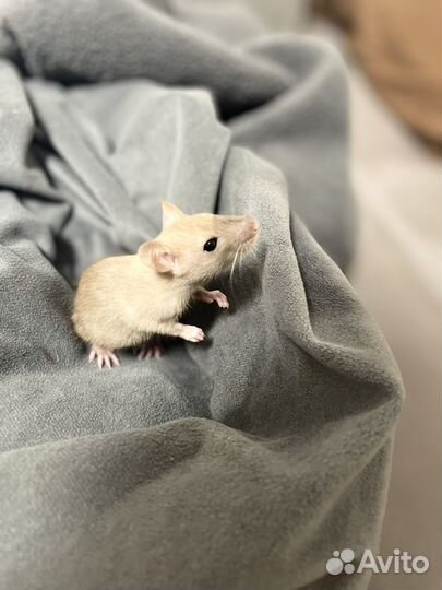 Крыса дамбо с клеткой