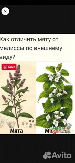 Цветок женское счастье и домашняя мята