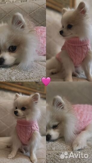 Померанский шпиц девочка