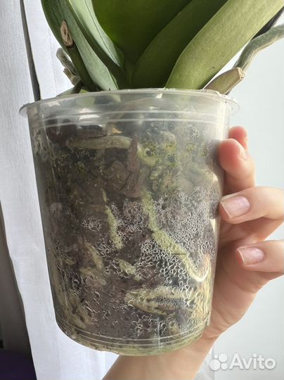 Орхидея фаленопсис Пират Пикоти