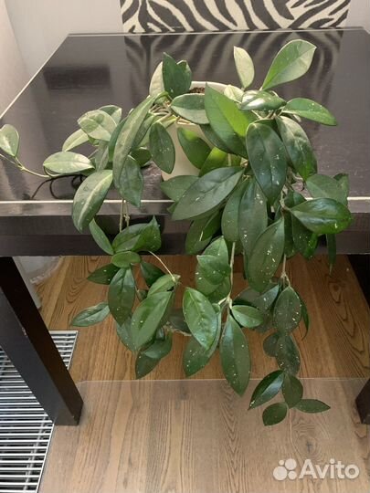 Хойя взрослая