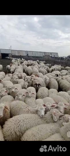 Ягнята баранчики