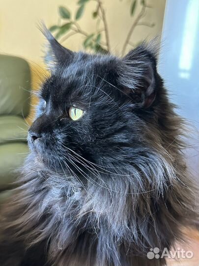 Кот мейн-кун для вязки