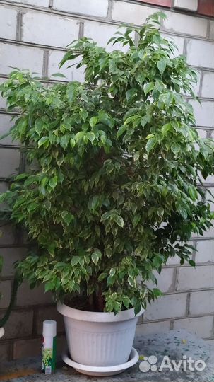 Фикус бенджамина