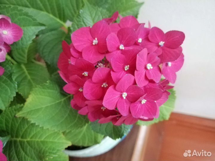 Гортензия комнатная
