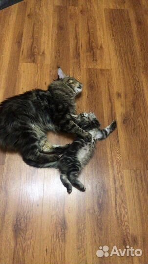Котята мейн-кун