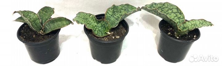 Сансевиерии