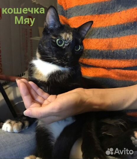 Шанти 2года в приюте. Кошка ласковая,стерилиз