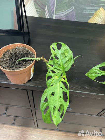 Монстера манки маск