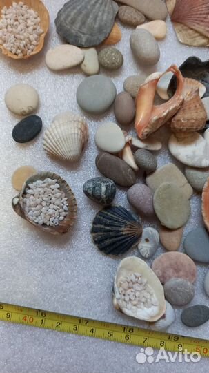 Ракушки грунт аквариум