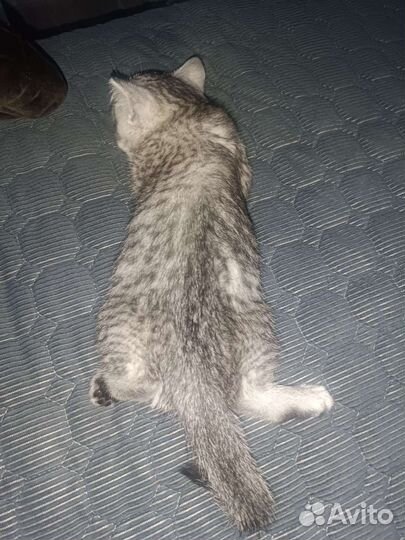Британские кот