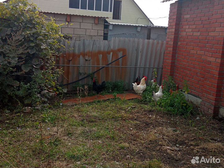 Продам петухов