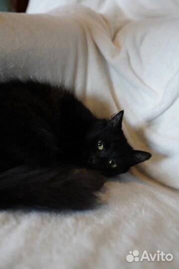 Черная пушистая кошечка в добрые руки