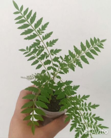 Жакаранда фиалковое дерево