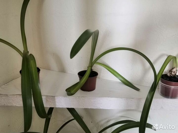 Гиппеаструм (Амариллис)