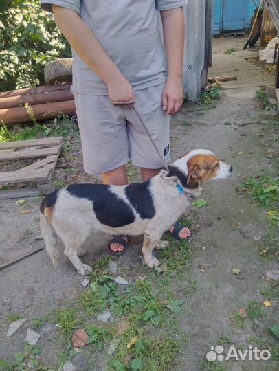 Эстонская гончая