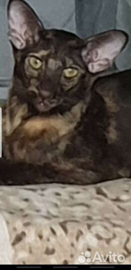 Ориентальная кошка