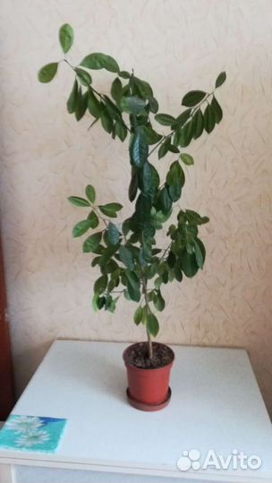 Гранат, лимон, фикус