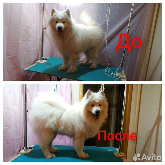 Груминг собак и кошек