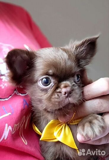 Шоколадный крутой малыш