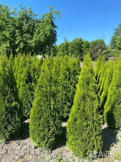 Туя Смарагд 140 см из питомника