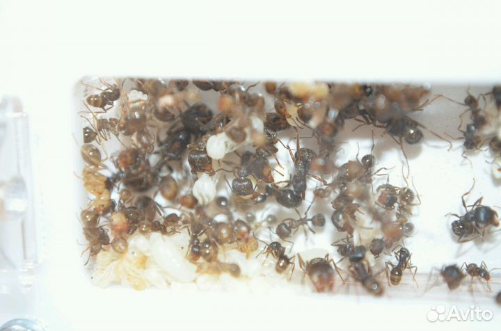 Муравьи жнецы, экзотические муравьи